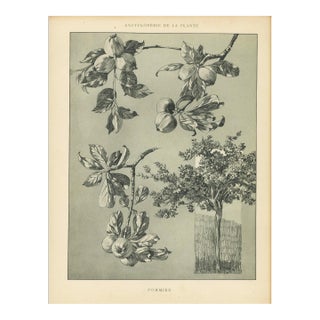 1904 French Antique Botanical Lithograph-Apple, With Documentation For Sale