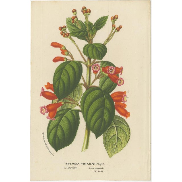 Louis van Houtte, Mysore Trumpetvine, Chinese Teaberry and Colombian Isoloma, Prints, Set of 3 For Sale - Image 4 of 6