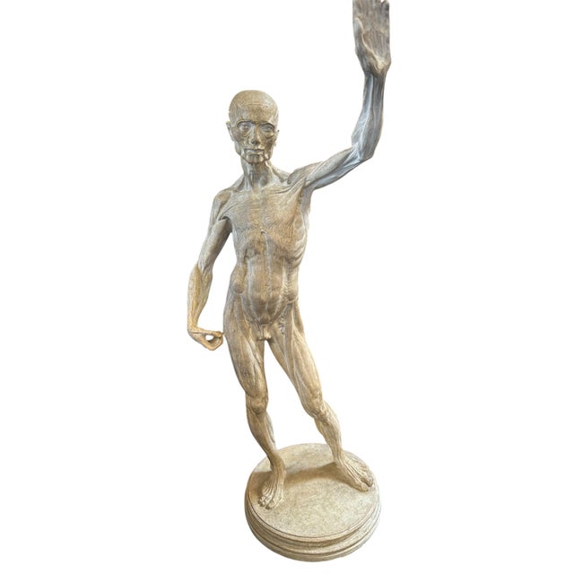 Anatomical Skinned, Italy 90s This sculpture depicts a human figure with its muscular and skeletal structures exposed,...