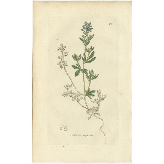 Hand-Colored After James Sowerby, Botanical Plates of Veronica Wildflowers & Pinguicula, 1830s, Engravings, Set of 8 For Sale - Image 7 of 10