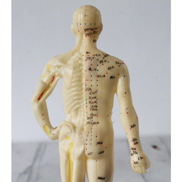 Vintage Acupuncture Mannequin For Sale - Image 10 of 13