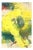 Barbara Schauß, Lemon Spritz, Oil and Acrylic on Canvas For Sale