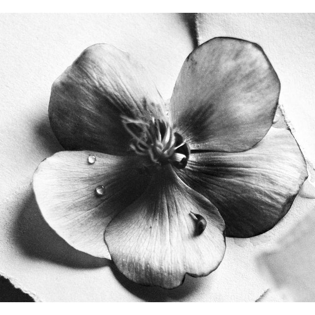Black Hellebore No.2’ London, United Kingdom 2024. It is a still life black and white film photograph, made with a large...