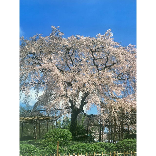 Paper JAPAN AIRLINES 1st Print Poster, 1990s For Sale - Image 7 of 11