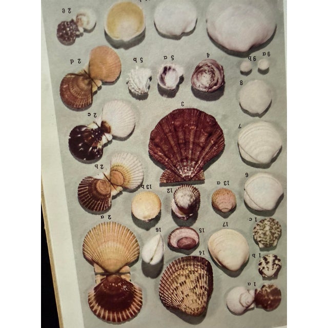 Florida Marine Shells by Cn Vilas and Nr Vilas For Sale In New York - Image 6 of 8
