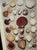 Florida Marine Shells by Cn Vilas and Nr Vilas For Sale In New York - Image 6 of 8