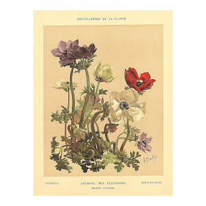1903 Antique French Botanical Chromolithograph-Anenome-Wind FLOWER-Documentation