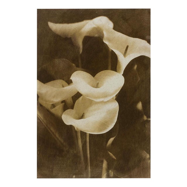 Ian Sanderson, Lilies, 1993, Archival Pigment Print For Sale - Image 6 of 6