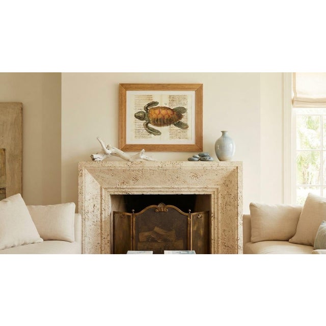 Vintage Framed Sea Turtle Botanical Style Art Print For Sale - Image 11 of 12