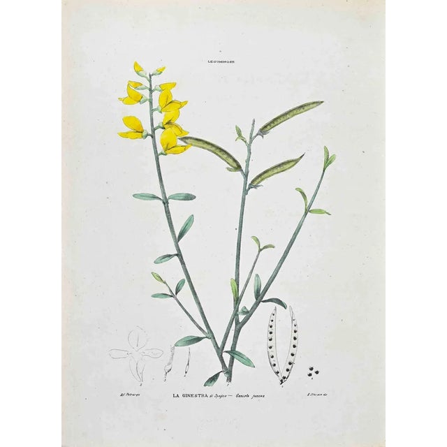 Vincenzo Tenore, The Ginestra, Lithograph, 1870s For Sale