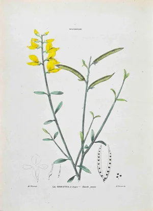 Vincenzo Tenore, The Ginestra, Lithograph, 1870s
