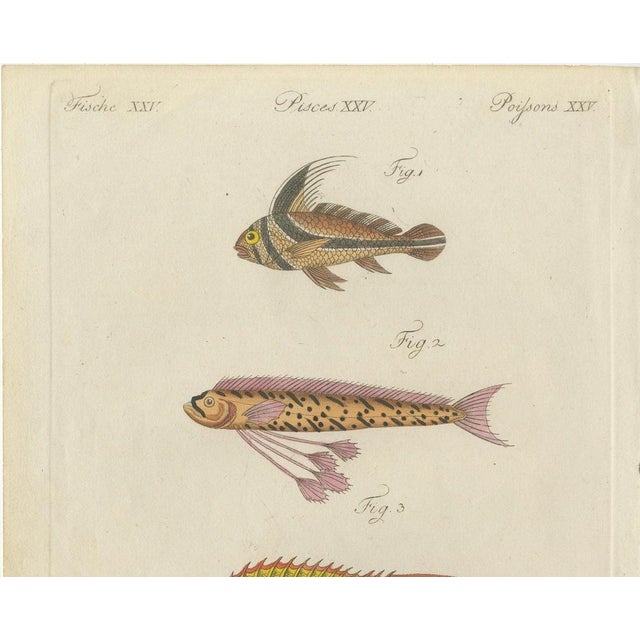 Bertuch, Three Exotic Tropical Fish, c.1800, Engraving For Sale - Image 6 of 10
