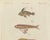 Bertuch, Three Exotic Tropical Fish, c.1800, Engraving For Sale - Image 6 of 10