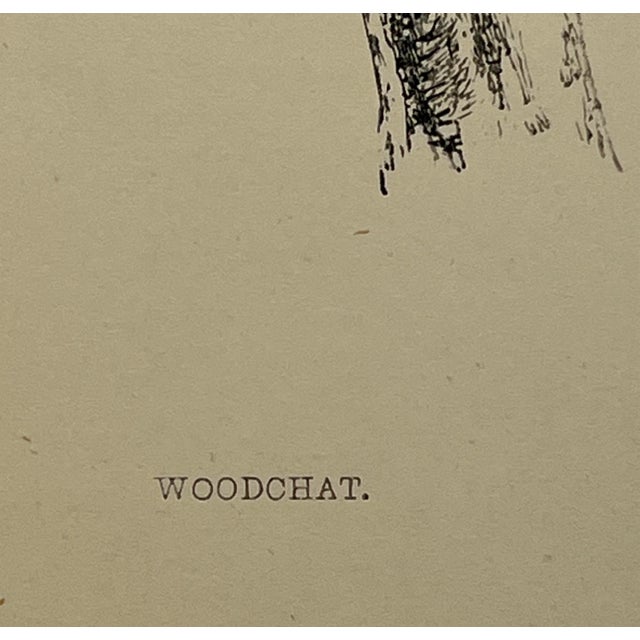 Antique Hand Tinted Bird Print From England Featuring a Brown & Black Woodchat Shrike - Circa 1880 For Sale - Image 9 of 11