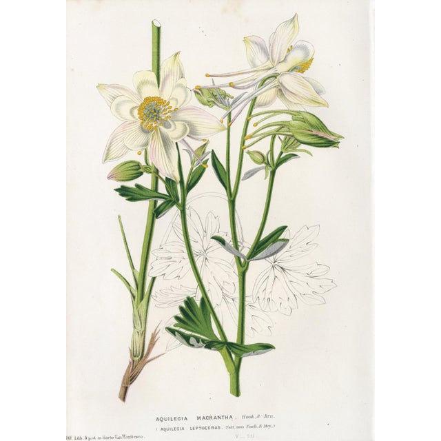 Ivory 14 Van Houtte Botanicals! Hand Color c.1853 Set A For Sale - Image 8 of 15