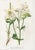 Ivory 14 Van Houtte Botanicals! Hand Color c.1853 Set A For Sale - Image 8 of 15