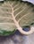 Beautiful Fitz & Floyd Classics Lettuce Leaf serving platter, measuring an impressive 17 inches. This vibrant vegetable-...