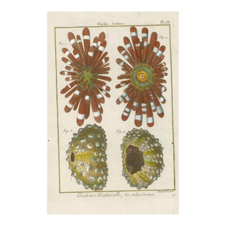 Antique French Histoire Naturelle Engraving – Echinoderms,1770-90's Modern Color For Sale