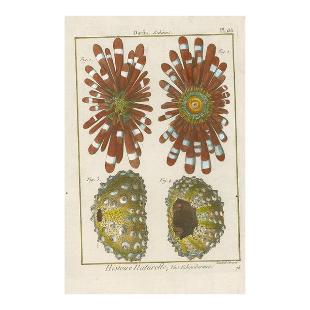 Antique French Histoire Naturelle Engraving – Echinoderms,1770-90's Modern Color For Sale