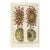 Antique French Histoire Naturelle Engraving – Echinoderms,1770-90's Modern Color For Sale