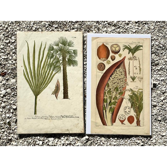 Cream Vintage Boho Botanical Engravings - Set of 2 For Sale - Image 8 of 8