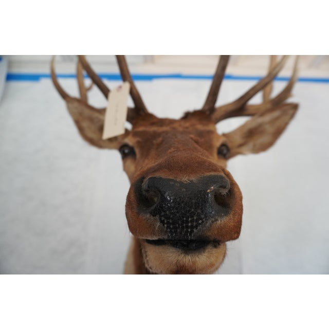 Elk Trophy Head & Shoulder Mount For Sale - Image 9 of 17