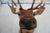 Elk Trophy Head & Shoulder Mount For Sale - Image 9 of 17