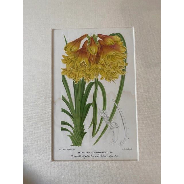 Realism Vintage Botanical Chromolithograph, Set of 3 For Sale - Image 3 of 9