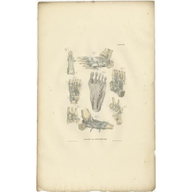 Anatomy Illustrations of Ligaments and Joints, 1839, Prints, Set of 13 For Sale - Image 14 of 15