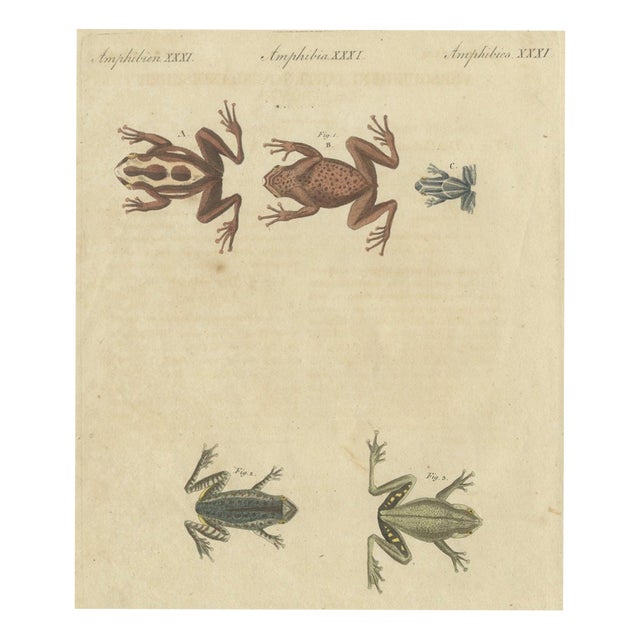 Bertuch, Five Frogs Including a Striped Frog, 1815, Print For Sale