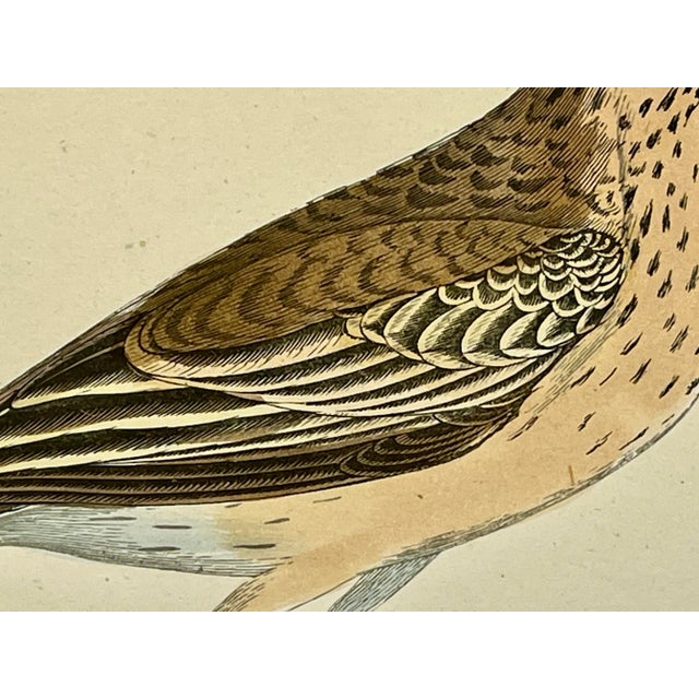 Antique Bird Print From England Showcasing a Gorgeous Brown Richard’s Pipit - Circa 1888 For Sale In Dallas - Image 6 of 11
