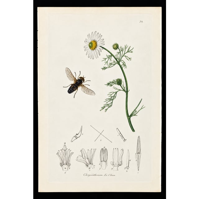 A rare example of original hand-colored engravings from John Curtis’s celebrated British Entomology, dating to circa 1825....