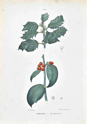 Vincenzo Tenore, The Ilicineas, Lithograph, 1870s