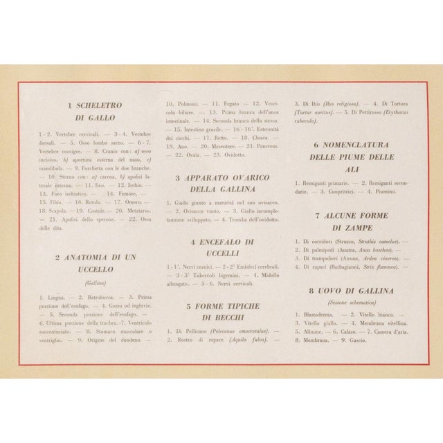 Educational poster g.b. Paravia & c. Torino, animal anatomy table ii: birds, 1959 by prof. G. Della beffa, drawings by u....