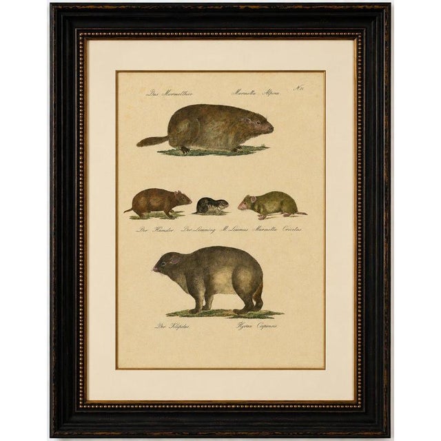 Brodtmann, Alpine Marmot, Hamster, Lemming & Rock Hyrax, 1816, Lithograph For Sale - Image 9 of 10
