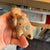 Authentic West Mexican Terracotta Zoomorphic Whistle Effigy on a Custom Base, For Sale - Image 6 of 7