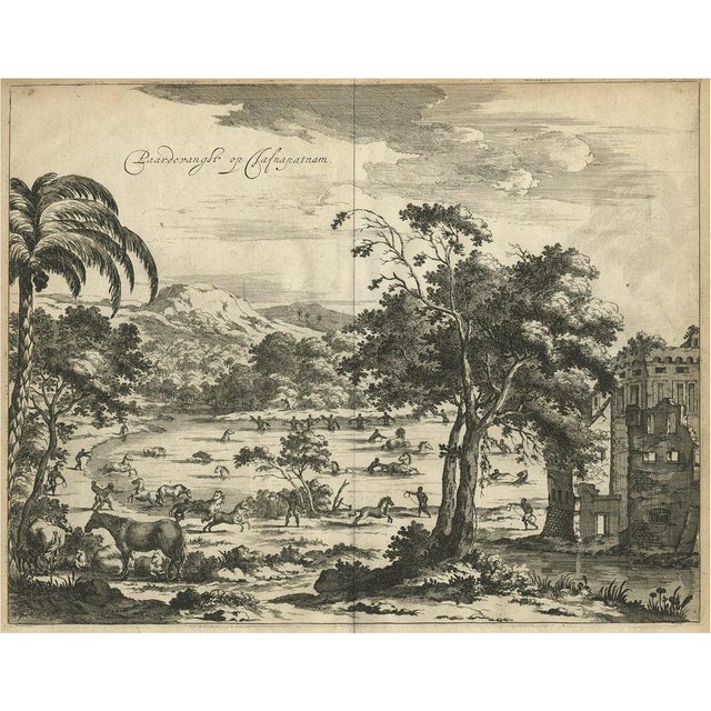 Catching of Horses on Jafnapatnam, 1672, Paper For Sale