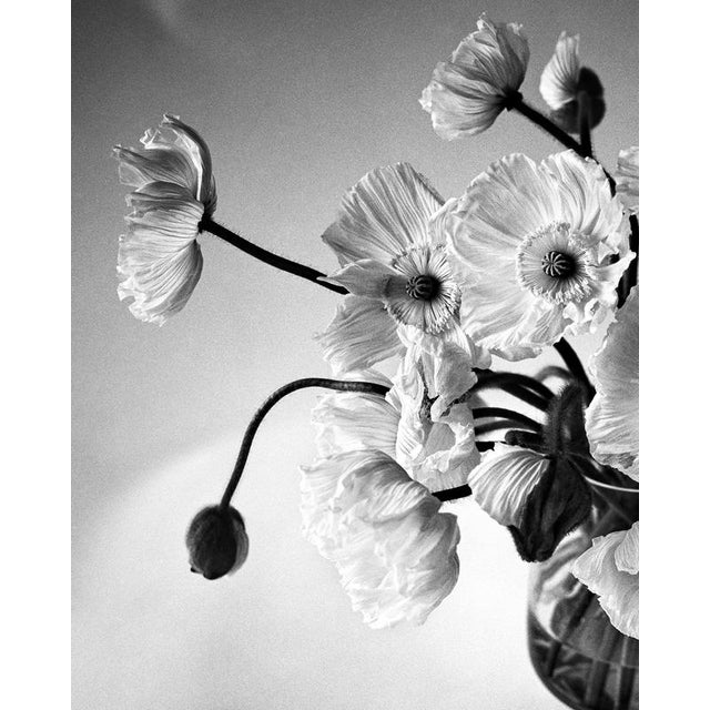 Poppy Bunch’ London, United Kingdom 2024. It is a still life black and white film photograph, made with a large format 4x5...