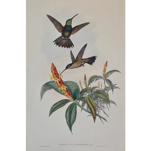 Hummingbird Lithograph After John Gould For Sale