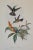 Hummingbird Lithograph After John Gould For Sale