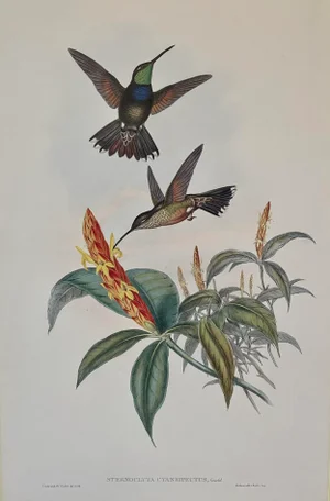 Hummingbird Lithograph After John Gould