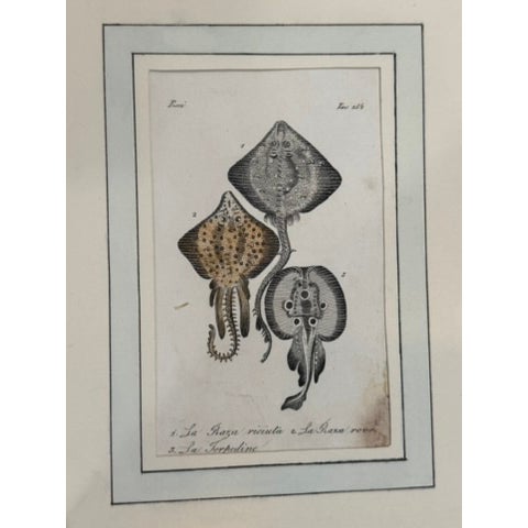 Set of three Italian natural history engravings featuring marine life (rays, fish, crustaceans). Includes titles in...