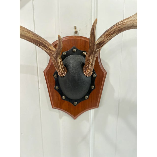 Wood Mid 20th Century Vintage Trophy Mount Antlers Pair For Sale - Image 7 of 12