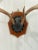 Wood Mid 20th Century Vintage Trophy Mount Antlers Pair For Sale - Image 7 of 12