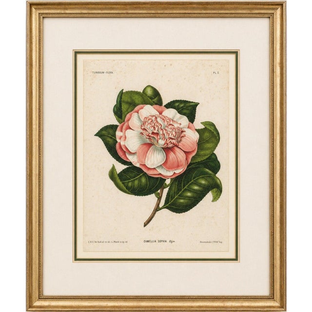 Camellia Sophia De Vriese, Botanical Lithograph, 1856, Lithograph on Paper For Sale - Image 9 of 9