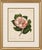 Camellia Sophia De Vriese, Botanical Lithograph, 1856, Lithograph on Paper For Sale - Image 9 of 9