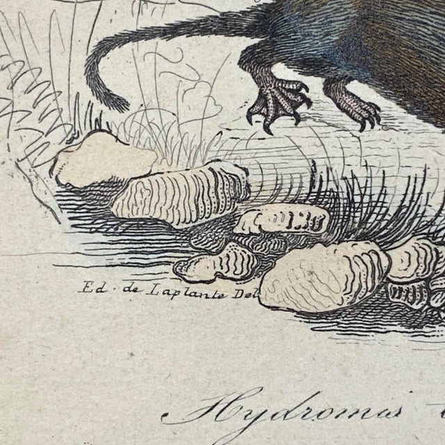 French Antique 18th Century Animal Engraving Hand Colored Signed Artwork For Sale - Image 9 of 12