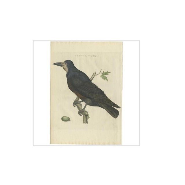 Sepp & Nozeman, Bird Print of the Rook, 1797, Paper For Sale - Image 3 of 5