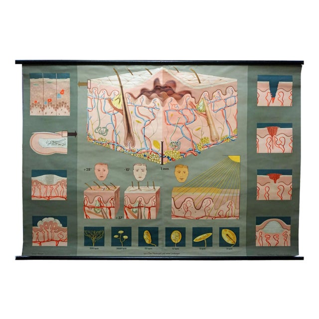 Hagemann Medical Rollable Poster Wall Chart Human Body Skin Cross Section For Sale
