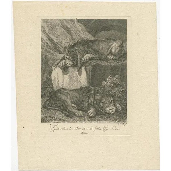 Antique print titled 'Ein Ruhender aber in sich selbst böser Löwe'. Old German print of two lions resting. This print...